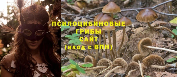 PSILOCYBIN Бородино